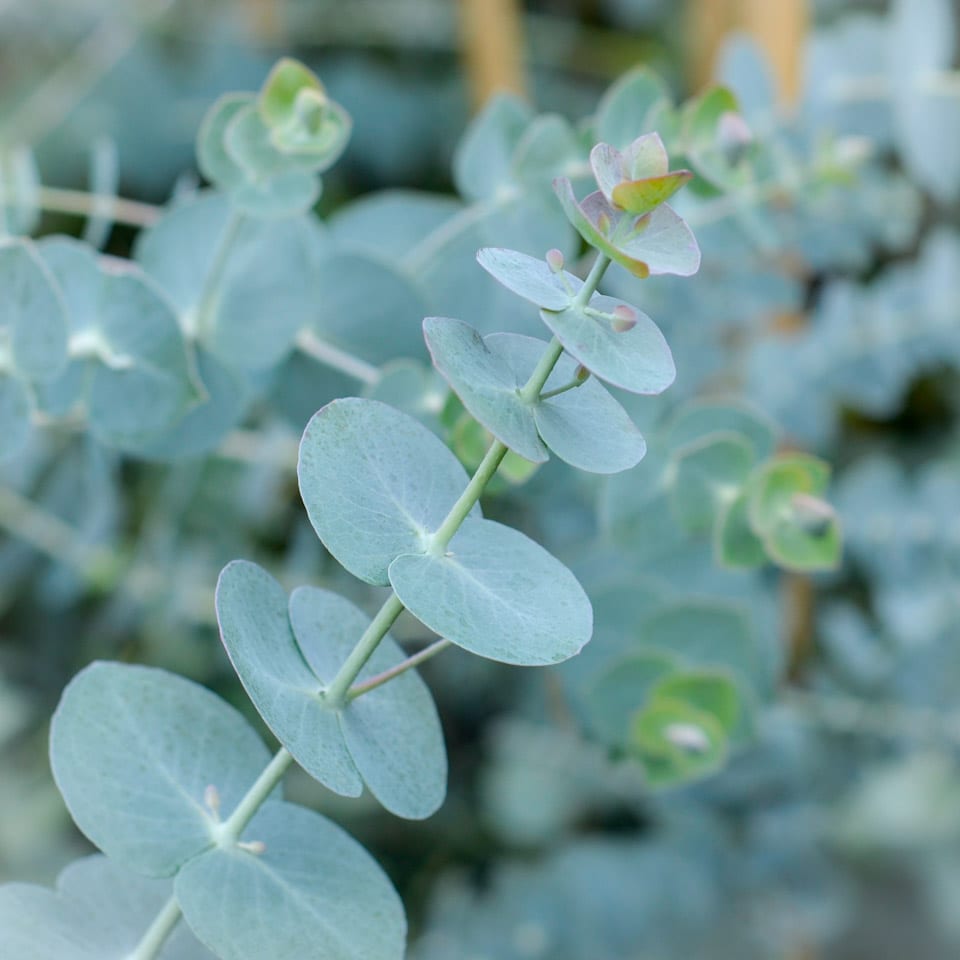 eucalyptus inhaler herbal remedy nasal congestion
