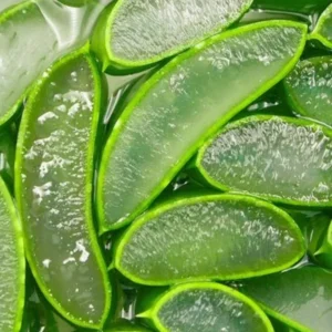 aloe_vera